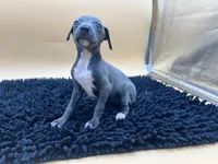 Bailey, a female Italian Greyhound for sale in Havana, AR – Photo 9 of 10