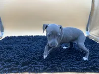 Bailey, a female Italian Greyhound for sale in Havana, AR – Photo 10 of 10