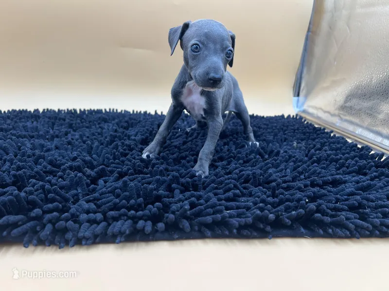 Bailey – Italian Greyhound puppy for sale in Havana, AR