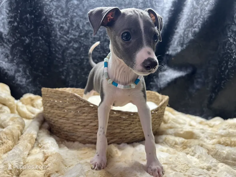 Bobby – Italian Greyhound puppy for sale in Havana, AR