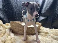 Bobby, a male Italian Greyhound for sale in Havana, AR – 1 of 8