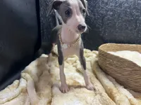 Babs, a female Italian Greyhound for sale in Havana, AR – 3 of 9