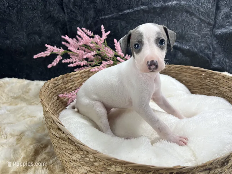 Giulia 4F – Italian Greyhound puppy for sale in Havana, AR