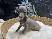 Till/Pete, a male Italian Greyhound for sale in Havana, AR – 4 of 10