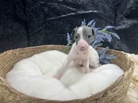 Giulia 1M, a male Italian Greyhound for sale in Havana, AR – 8 of 8