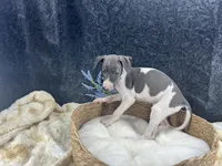 Piper 4M, a male Italian Greyhound for sale in Havana, AR – 2 of 8