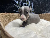Easton, a male Italian Greyhound for sale in Havana, AR – 6 of 7