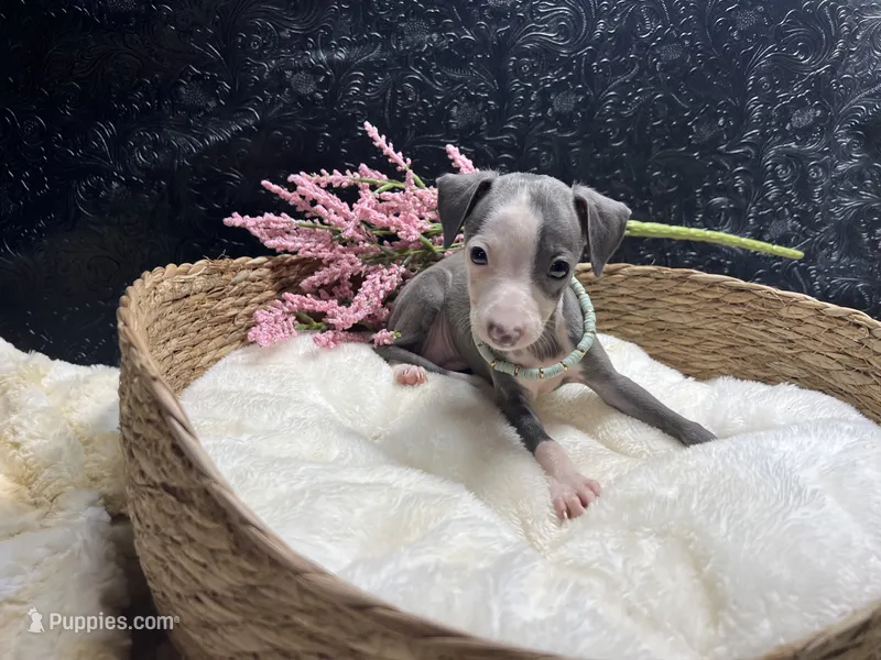 Till/Pete 3 – Italian Greyhound puppy for sale in Havana, AR