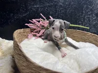 Till/Pete 3, a female Italian Greyhound for sale in Havana, AR – 1 of 8