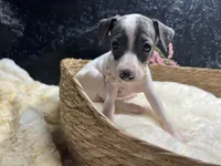 Rebel girl, a female Italian Greyhound for sale in Havana, AR – 5 of 7