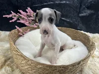 Giulia 4F, a female Italian Greyhound for sale in Havana, AR – 3 of 8
