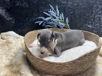 Pen/Bart, a male Italian Greyhound for sale in Havana, AR – 3 of 9