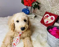 Cosmo, a male Goldendoodle for sale in Havana, AR – Photo 3 of 9