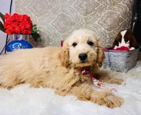 Cosmo, a male Goldendoodle for sale in Havana, AR – Photo 6 of 9