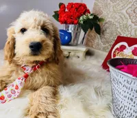 Cosmo, a male Goldendoodle for sale in Havana, AR – Photo 4 of 9