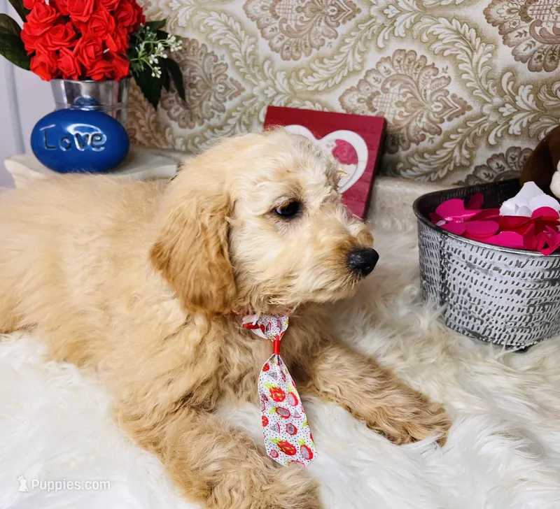 Cosmo, a male Goldendoodle for sale in Havana, AR – Photo 1 of 9