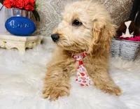 Cosmo, a male Goldendoodle for sale in Havana, AR – Photo 5 of 9