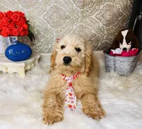 Cosmo, a male Goldendoodle for sale in Havana, AR – Photo 2 of 9