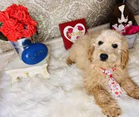 Cosmo, a male Goldendoodle for sale in Havana, AR – Photo 7 of 9