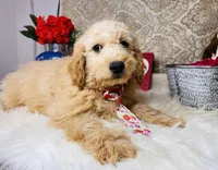 Cosmo, a male Goldendoodle for sale in Havana, AR – Photo 8 of 9