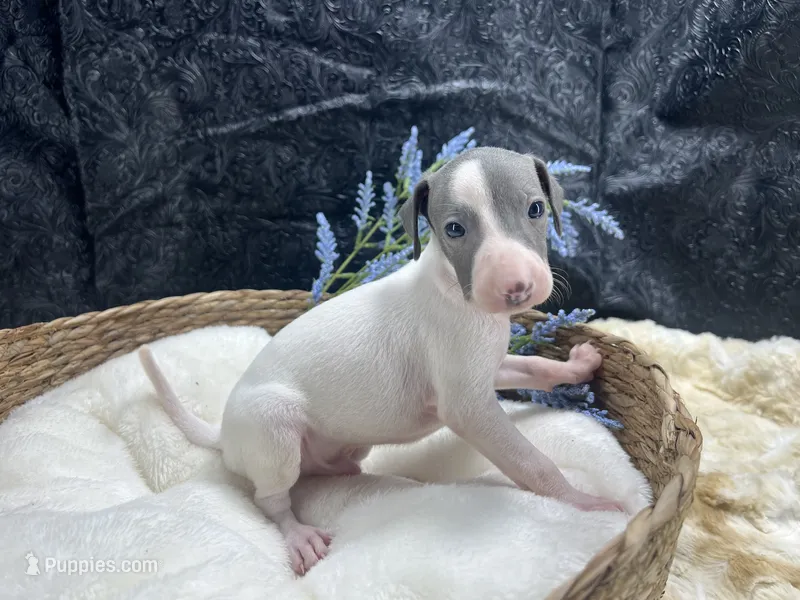 Giulia 1M – Italian Greyhound puppy for sale in Havana, AR