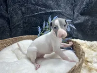 Giulia 1M, a male Italian Greyhound for sale in Havana, AR – 1 of 8