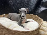 Becker, a male Italian Greyhound for sale in Havana, AR – 4 of 7