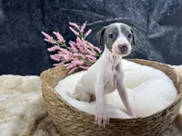 Giulia 6F, a female Italian Greyhound for sale in Havana, AR – 8 of 8