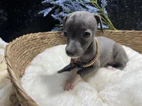 Till/Pete, a male Italian Greyhound for sale in Havana, AR – 3 of 10