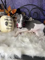 Darcy 3, a male Italian Greyhound for sale in Havana, AR – Photo 4 of 10