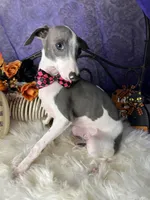 Darcy 3, a male Italian Greyhound for sale in Havana, AR – Photo 9 of 10