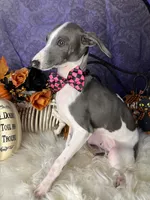 Darcy 3, a male Italian Greyhound for sale in Havana, AR – Photo 3 of 10