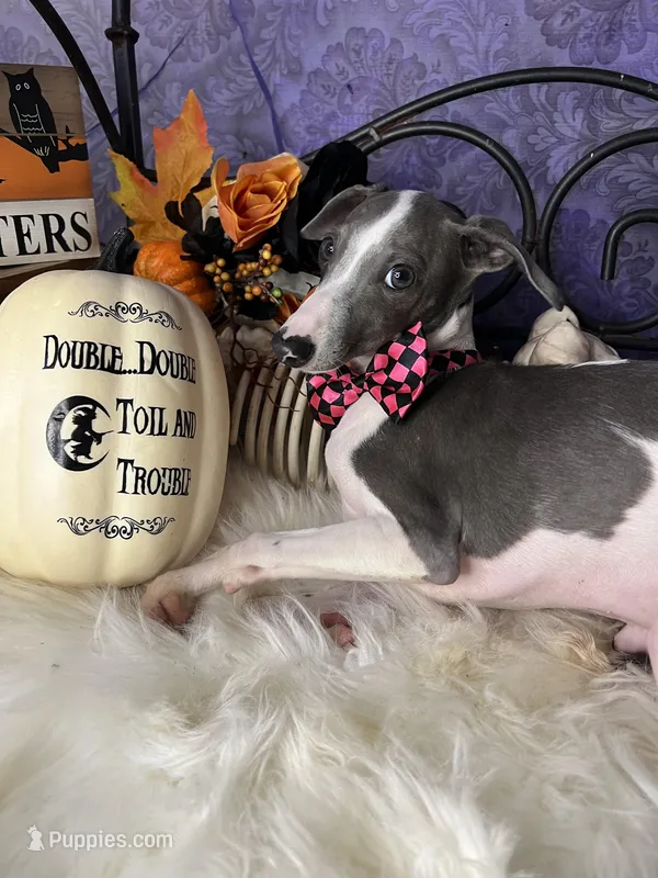 Darcy 3, a male Italian Greyhound for sale in Havana, AR – Photo 1 of 10