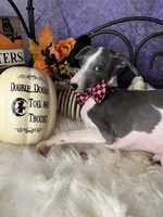 Darcy 3, a male Italian Greyhound for sale in Havana, AR – Photo 1 of 10