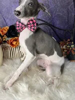 Darcy 3, a male Italian Greyhound for sale in Havana, AR – Photo 6 of 10