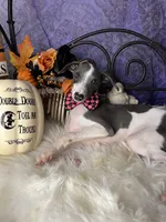 Darcy 3, a male Italian Greyhound for sale in Havana, AR – Photo 8 of 10