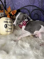 Darcy 3, a male Italian Greyhound for sale in Havana, AR – Photo 5 of 10