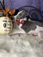 Darcy 3, a male Italian Greyhound for sale in Havana, AR – Photo 7 of 10