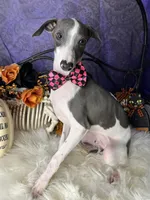 Darcy 3, a male Italian Greyhound for sale in Havana, AR – Photo 10 of 10