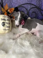 Darcy 3, a male Italian Greyhound for sale in Havana, AR – Photo 2 of 10