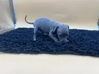 Brett, a male Italian Greyhound for sale in Havana, AR – Photo 7 of 9