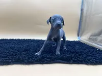 Brett, a male Italian Greyhound for sale in Havana, AR – Photo 5 of 9