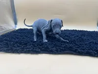 Brett, a male Italian Greyhound for sale in Havana, AR – Photo 8 of 9