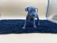 Brett, a male Italian Greyhound for sale in Havana, AR – Photo 1 of 9