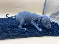 Brett, a male Italian Greyhound for sale in Havana, AR – Photo 9 of 9