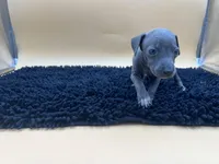 Brett, a male Italian Greyhound for sale in Havana, AR – Photo 3 of 9