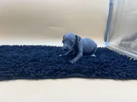 Brett, a male Italian Greyhound for sale in Havana, AR – Photo 4 of 9