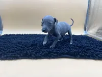 Brett, a male Italian Greyhound for sale in Havana, AR – Photo 6 of 9