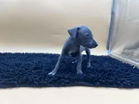 Brett, a male Italian Greyhound for sale in Havana, AR – Photo 2 of 9