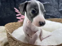 Giulia 6F, a female Italian Greyhound for sale in Havana, AR – 7 of 8
